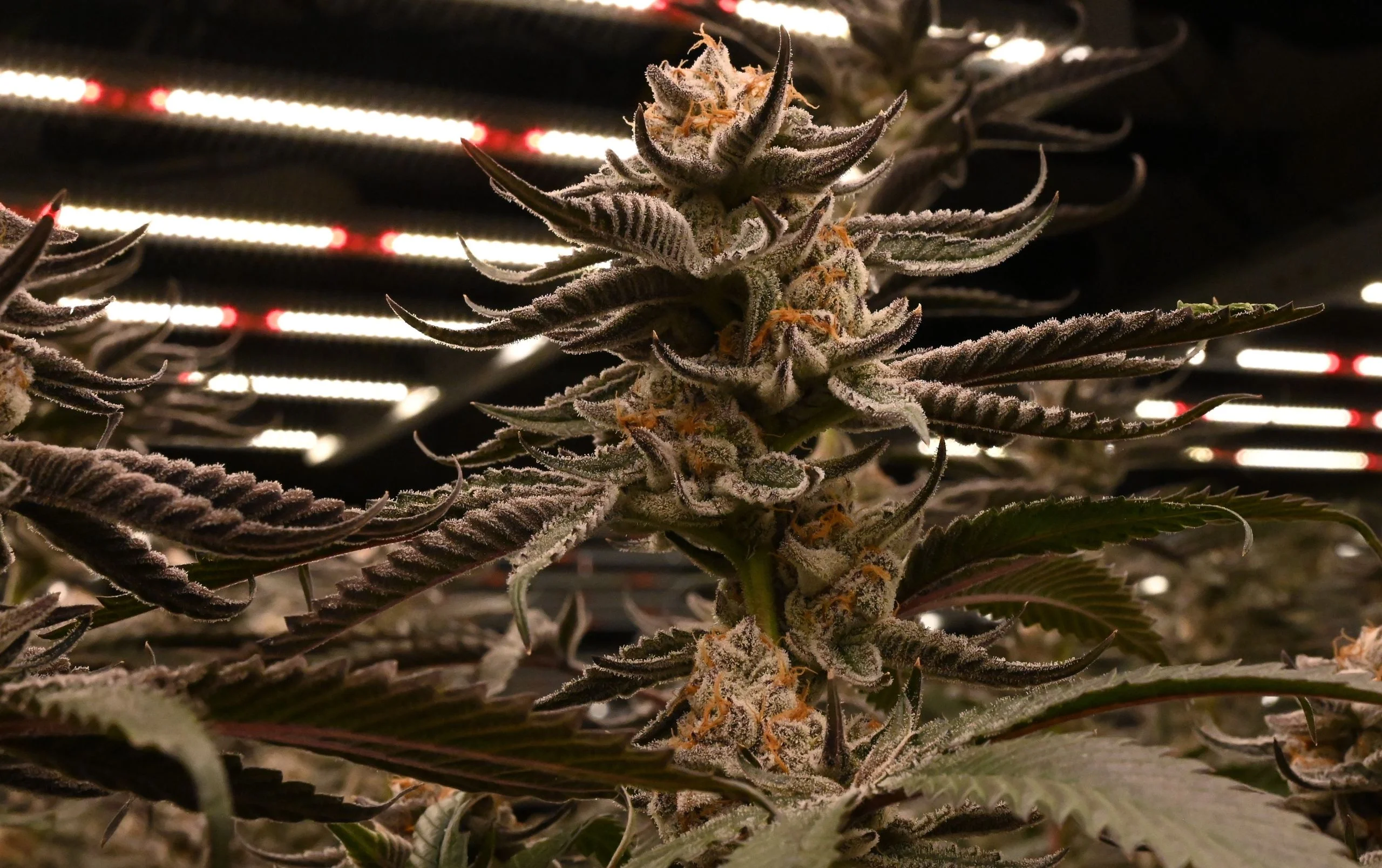Chimera Picture In Grow 2 frosteez premium weed