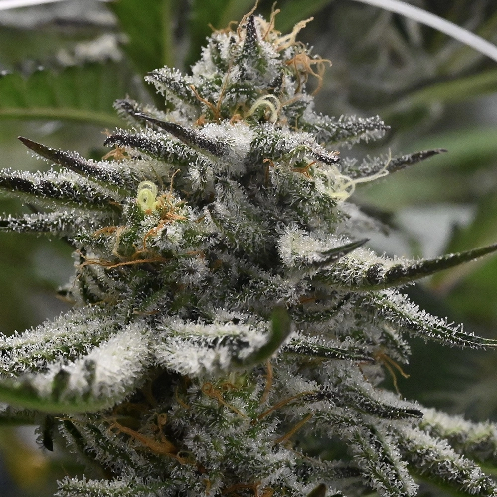 Flyin Hawaiian sativa marijuana strain