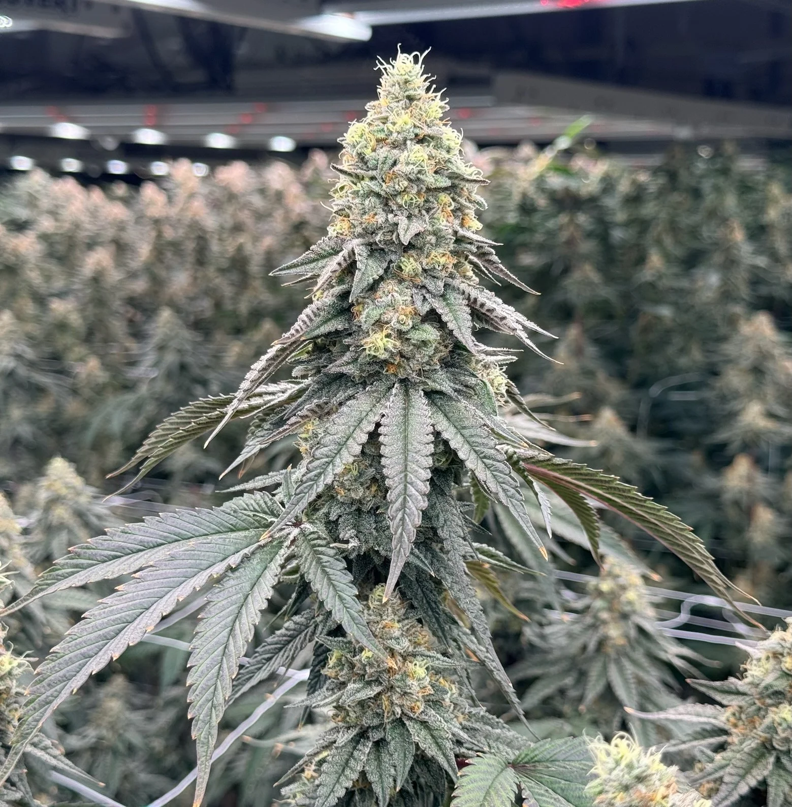 Gelato 33 in grow About Frosteez Premium Cannabis Grow