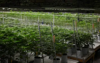 Frosteez Cannabis Dispensary Grow