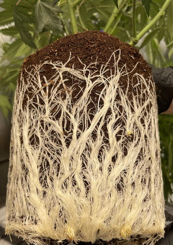 The Root Grows First Bigger Roots, Bigger Fruits | Frosteez Cannabis Dispensary Montana