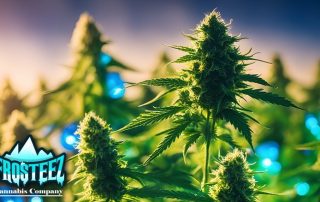 Montana Cannabis in Billings Explore Frosteez Dispensary