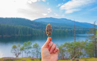 Frosteez Dispensary and the Changing Landscape of Cannabis