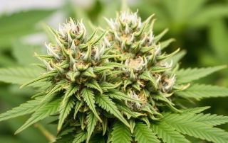The Best Cannabis Strains For First-Time Smokers