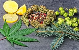 Anti-Inflammatory Properties of Cannabis Terpenes