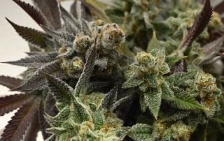 How to Tell If Weed Is Good or Bad