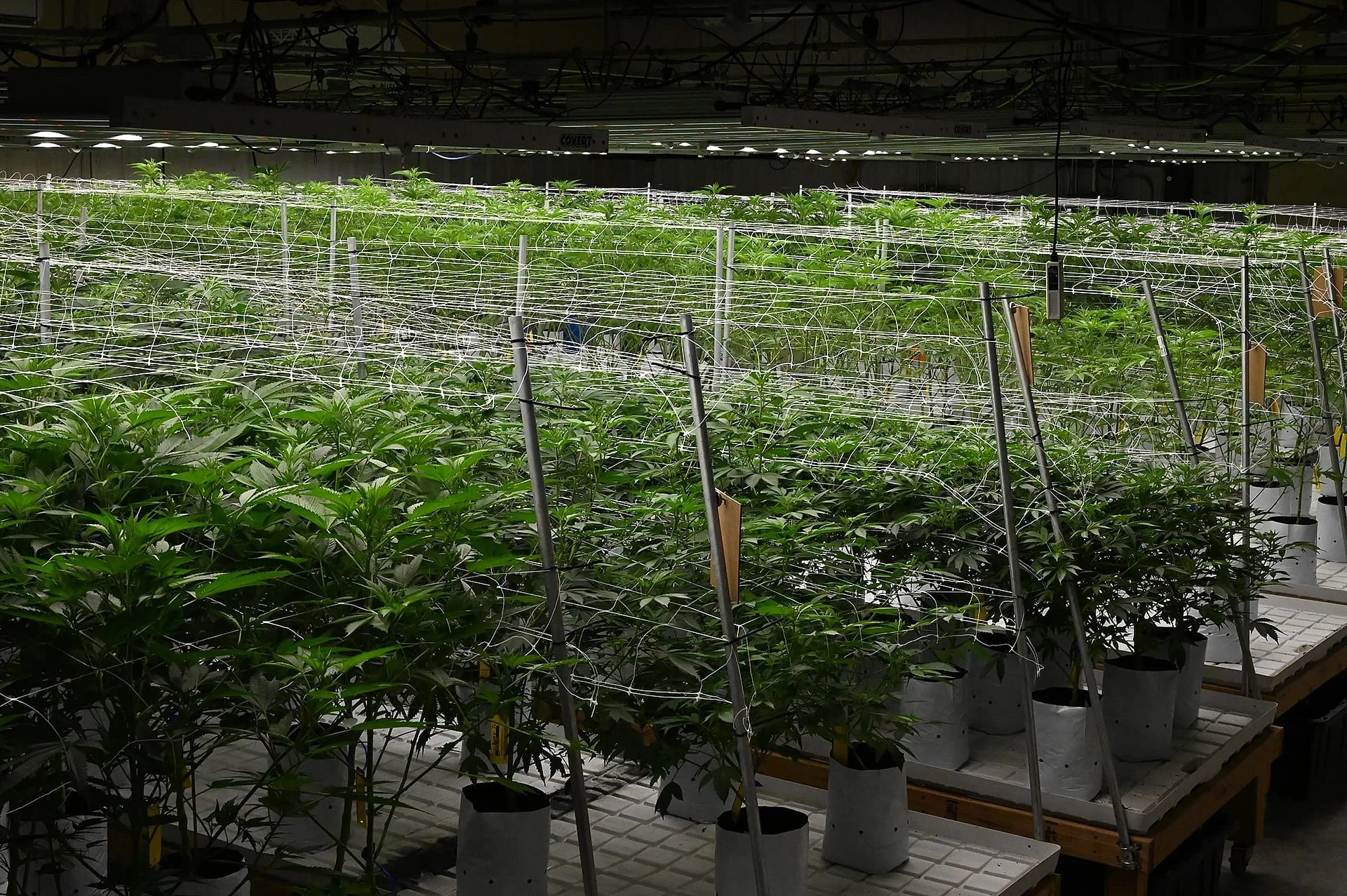 frosteez premium cannabis grow frosteez premium cannabis grow