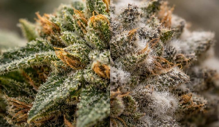 Healthy cannabis flower and moldy weed comparison from a Billings dispensary education guide