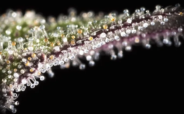 Cannabis trichomes containing THC on marijuana flower