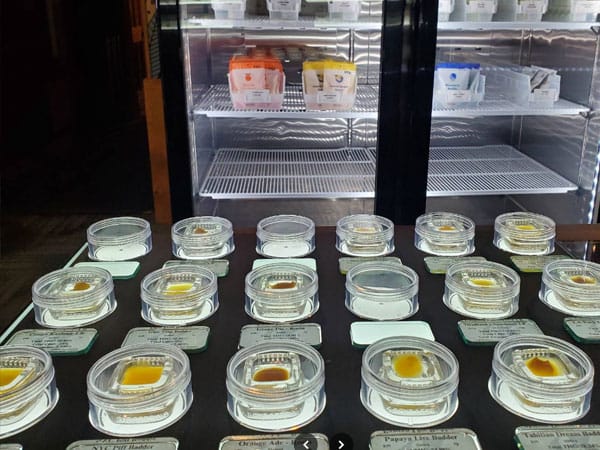 Row of small glass jars with yellow-orange samples arranged on a dark display table, each with a label in front; a refrigerated display case with packaged cheeses or dairy items is visible in the background.