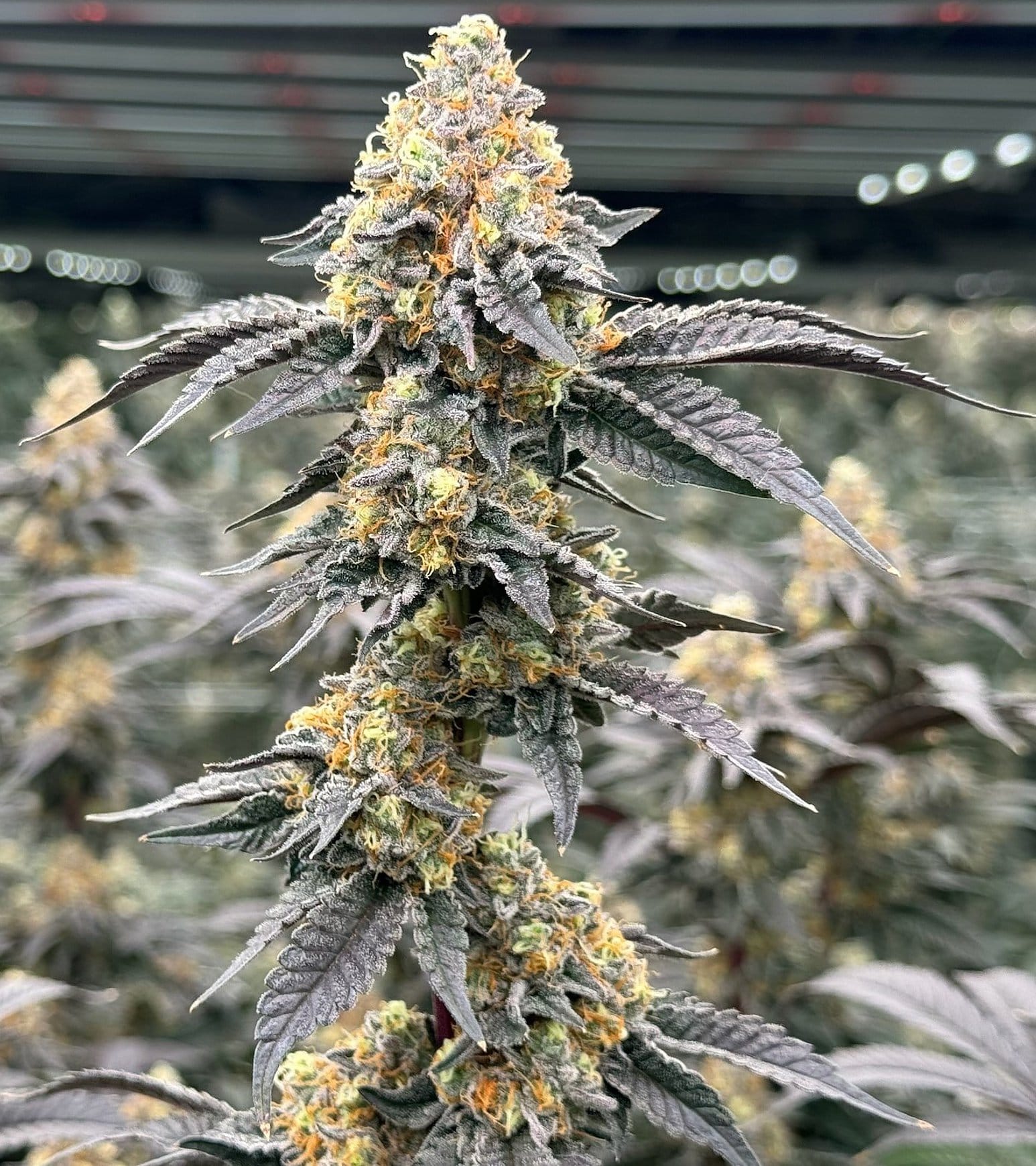 Frosty cannabis flower cola growing under LED grow lights at Frosteez Montana cultivation facility