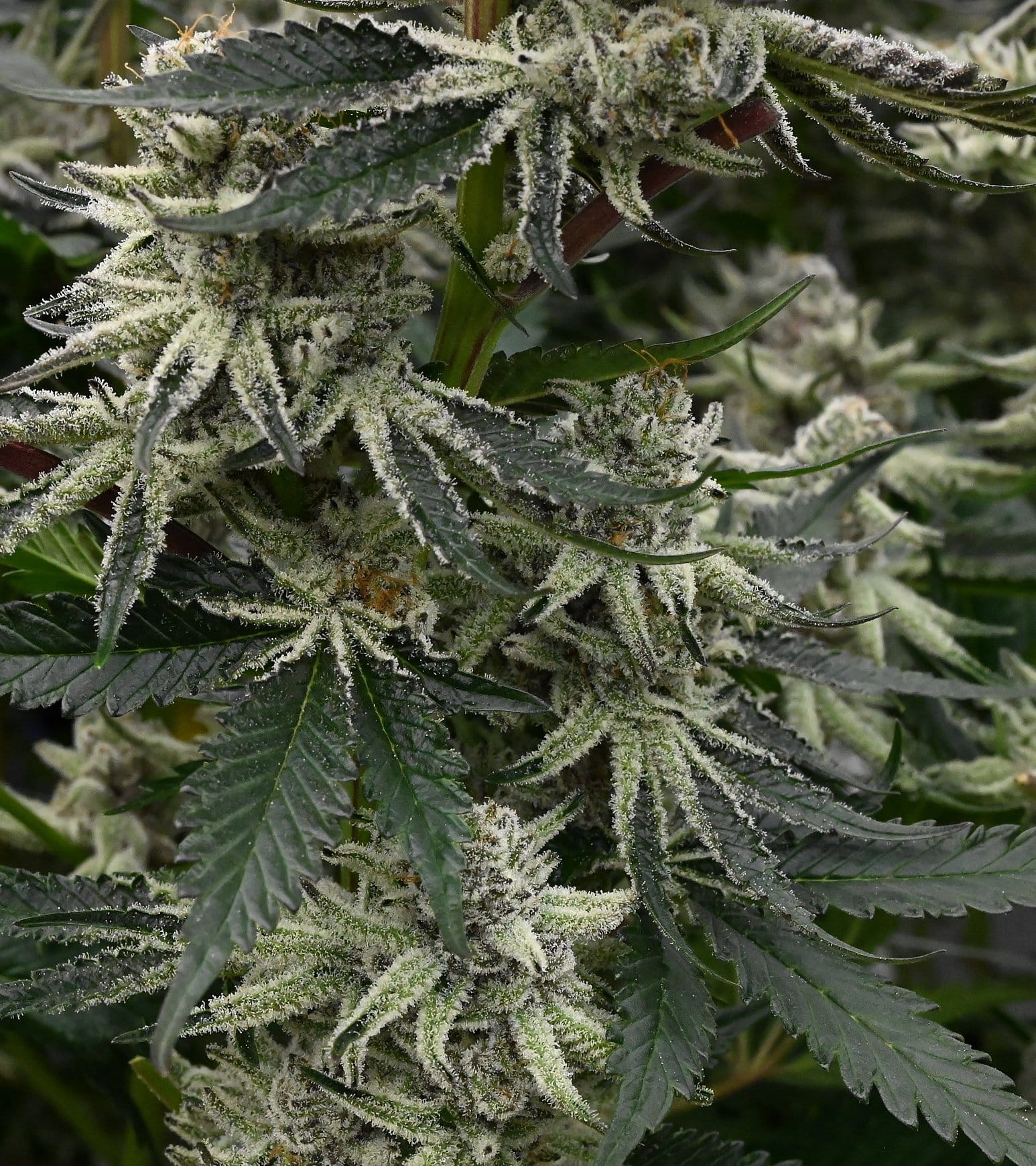 Cannabis flower plant with trichome-covered buds growing in Frosteez Montana cultivation room