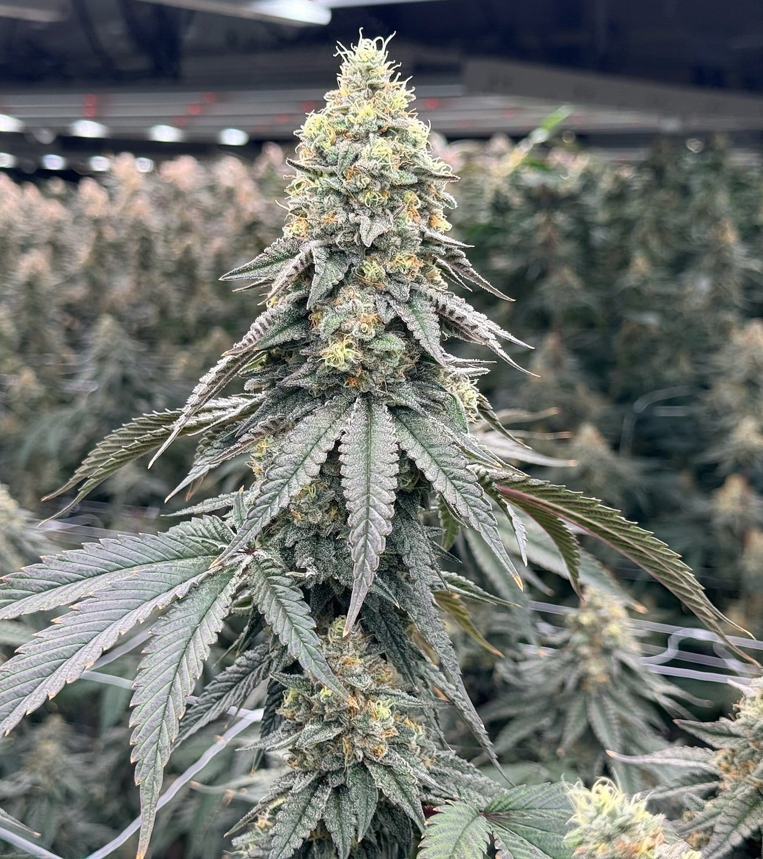 Frosty cannabis buds with pistils growing on plant at Frosteez Montana cultivation facility