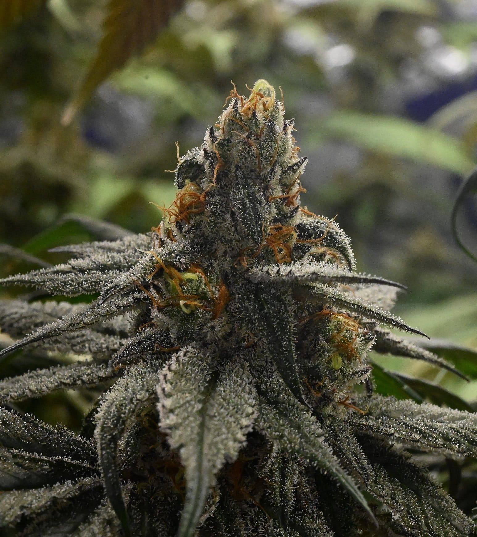 Cannabis bud with orange pistils and frosty trichomes growing at Frosteez Montana