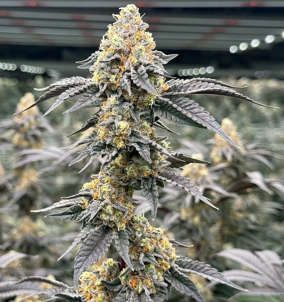 Alien Apple Kush cannabis flower cola with orange pistils towering over grow room canopy, grown by Frosteez