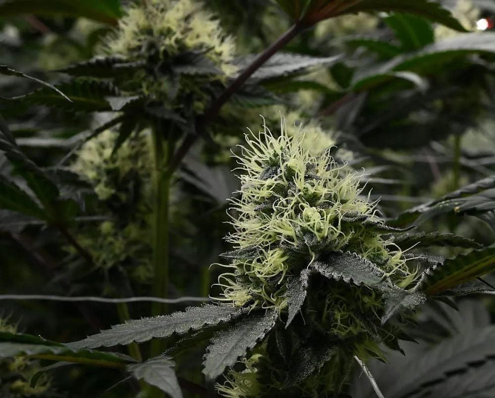 Banana Kush cannabis flower bud with wispy pale pistils on trellis netting, grown by Frosteez