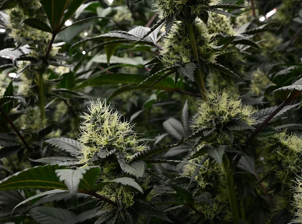 Banana Kush cannabis flower buds with pale yellow-green pistils growing in canopy, grown by Frosteez