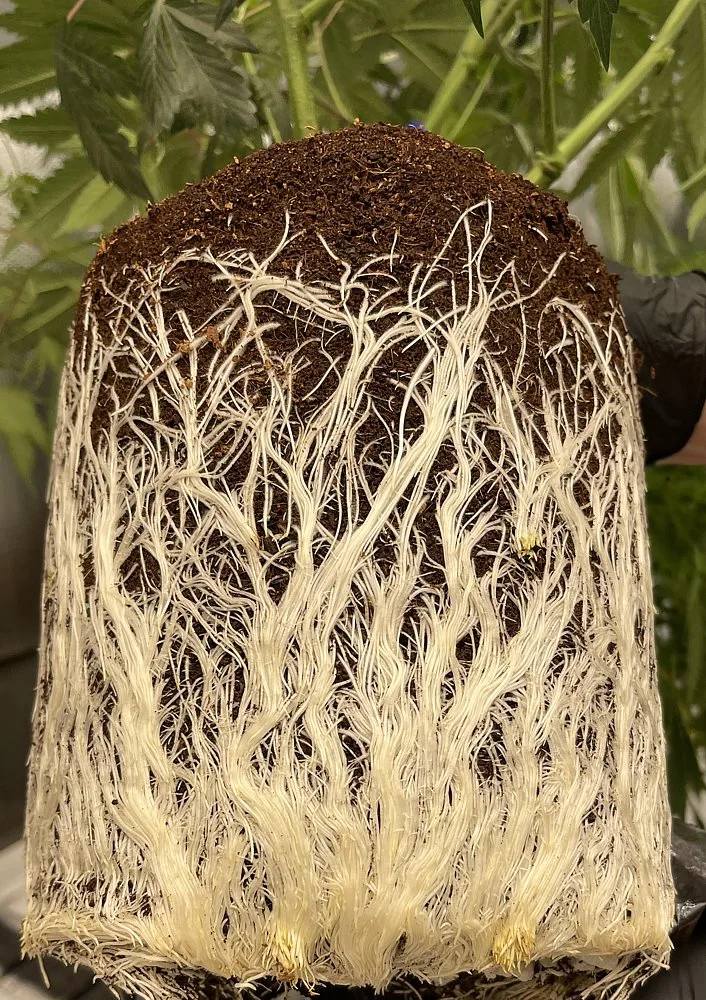 Dense white cannabis root system pulled from soil showing healthy root mass, grown by Frosteez