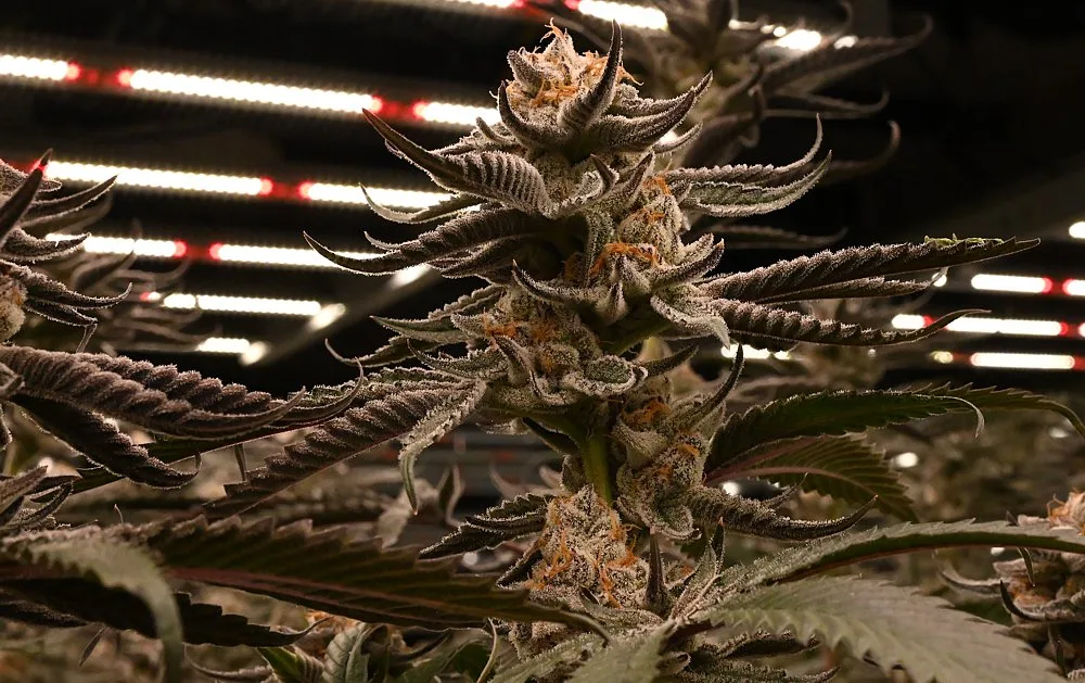 Chimera cannabis flower cola with dark purple leaves and orange pistils under grow lights, grown by Frosteez