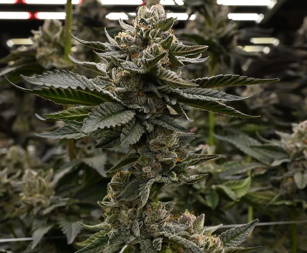 Cannabis flower colas growing near drip irrigation station under grow lights, grown by Frosteez