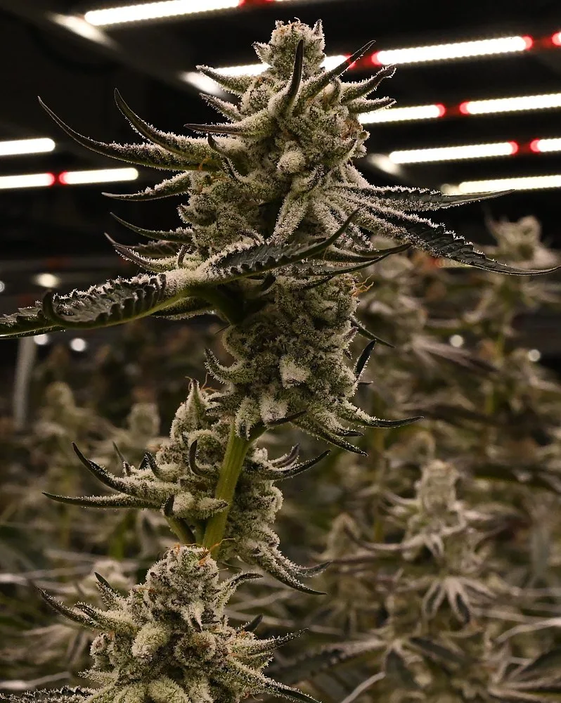 Flyin Hawaiian cannabis flower cola with elongated colas stacked in canopy, grown by Frosteez