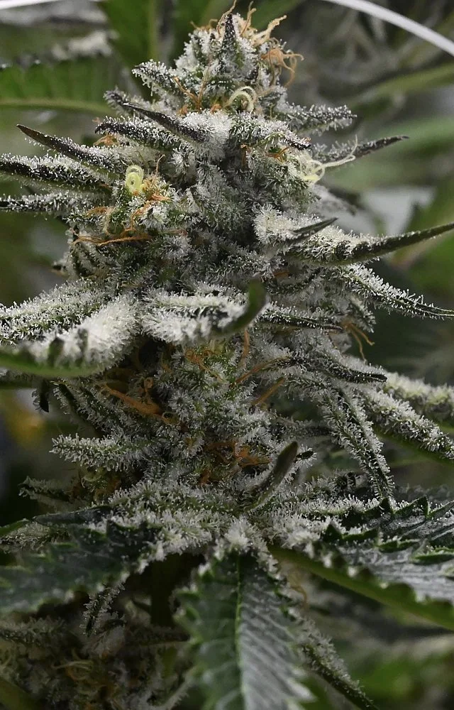 Flyin Hawaiian cannabis flower cola with dense trichomes and orange pistils, grown by Frosteez