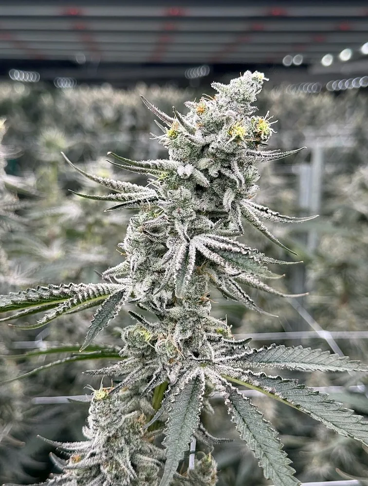 Flyin Hawaiian cannabis flower cola with light yellow-green hues growing on trellis, grown by Frosteez